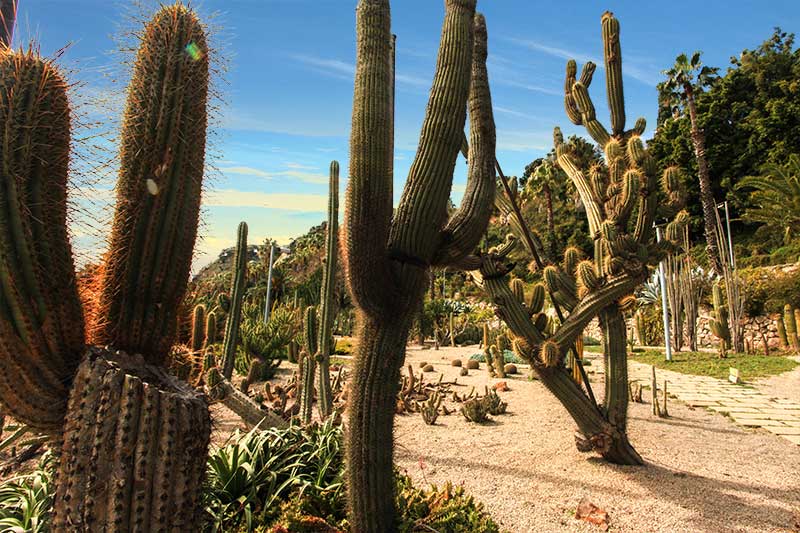 jardin cactus barcelone
