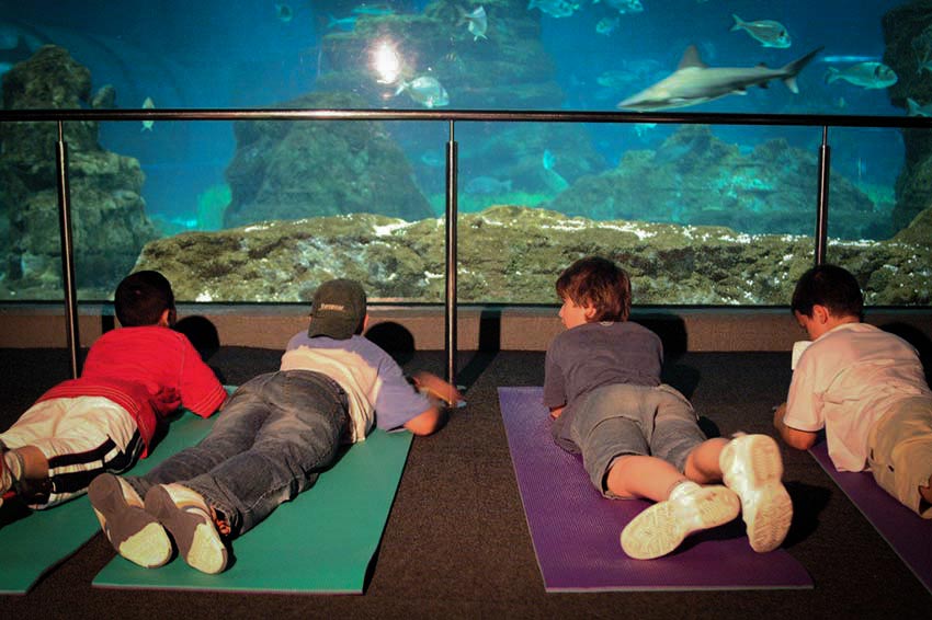 aquarium barcelone dormir avec les requins