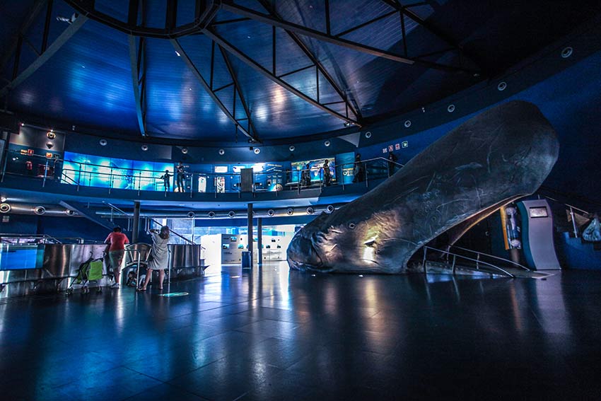 espace enfant aquarium barcelone baleine