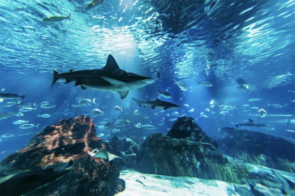 aquarium barcelone