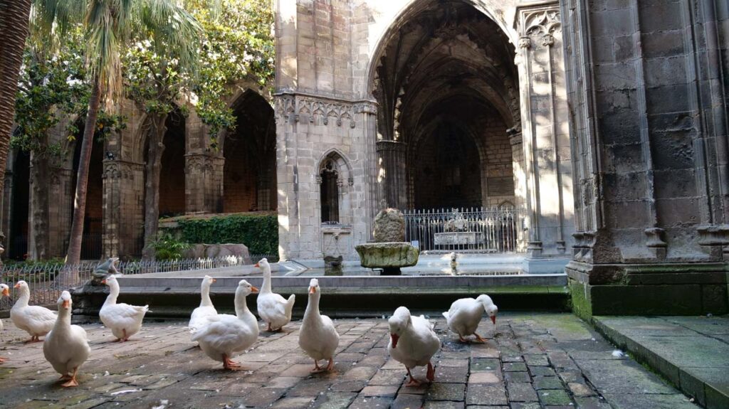 Cathédrale de Barcelone | Visitez la Cathédrale, ses toits, le cloître